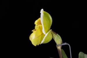 Paphiopedilum Kings Forest Gold Field HCC/AOS 76 pts. Profile